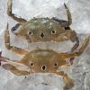 Frozen Fresh Blue Crab for sale / Frozen Blue Crab for sale / Frozen Crab for sale