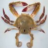 Frozen Fresh Blue Crab for sale / Frozen Blue Crab for sale / Frozen Crab for sale