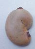 RAW CASHEW NUTS