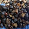 Palm Kernel