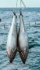 Bluefin Tuna (Thunnus ...