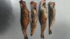 SALTED SMOKED HERRING
