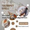 NATURAL TRUMPET SHELL ...