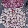 C 4.5-6.0cm 20kg Dubai White Garlic Price China Fresh Vegetables Garlic Wholesale for Indonesia Market Pakistan Market