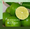 HIGHT QUALITY FRESH GREEN LEMON WITHOUT SEED FROM VIETNAM
