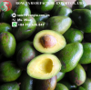 BEST SELLER FRESH AVOCADO FROM VIETNAM