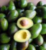 BEST SELLER FRESH AVOCADO FROM VIETNAM