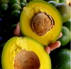 BEST SELLER FRESH AVOCADO FROM VIETNAM