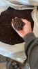 Clove