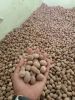Nutmeg