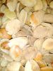 Irvingia gabonensis (B...