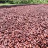 Dried cocoa beans