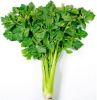 Celery Powder Celery Extract Vitamin C, Vitamin Apigenin