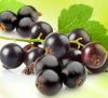 Black currant extrac