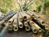 Ethiopian bamboo pole