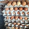 Chicken Eggs Fertile and Table Eating Eggs Available