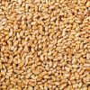 Wheat Best Grade Whole Organic Soft Hard Milling Wheat Grains /soft wheat in bulk