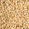 Wheat Best Grade Whole Organic Soft Hard Milling Wheat Grains /soft wheat in bulk