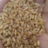 Wheat Best Grade Whole Organic Soft Hard Milling Wheat Grains /soft wheat in bulk