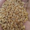Wheat Grain in bulk / hight quality wheat whole nutrition grain for export
