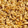 Wheat Best Grade Whole Organic Soft Hard Milling Wheat Grains /soft wheat in bulk