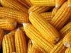 High-Grade Yellow Maize – Designed for Quality