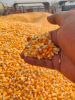 High-Grade Yellow Maize – Designed for Quality