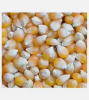 Top Quality Non GMO Yellow Maize for Sale in cheap price 