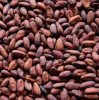 High Quality Cocoa Beans - Cacao Beans - Chocolate beans