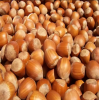 Top Quality Hazelnuts / Hazelnut Nuts in Shell