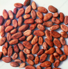 Premium-Quality Dry Cocoa Beans for Baking and Cooking