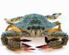 New Stock Alive/ Fresh/ Frozen Blue Swimming Crab