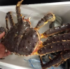 New Stock Alive/ Fresh/ Frozen Blue Swimming Crab