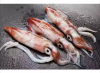 High Quality Fresh Squid Seafood For Sale