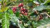 Arabica Gayo Malabar W...