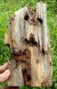ouds,Agarwoods,agarwoo...