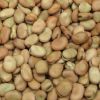 Faba Beans