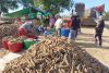 Fresh Cassava Root