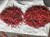 DRY RED CHILLY
