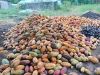 Natural Dry Cocoa Bean...