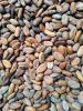 Natural Dry Cocoa Beans from Cameroon