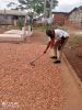 Natural Dry Cocoa Beans from Cameroon