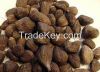 Palm kernel, nut and s...