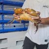 BORNEO MUD CRAB