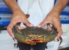 CRAB FROM INDONESIA