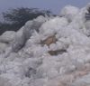 Waste Management
