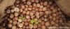 WHOLE BETEL NUT