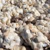 Cup Lump Origin Viet N...