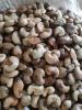 raw cashew nuts