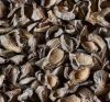 Palm kernel shells 
